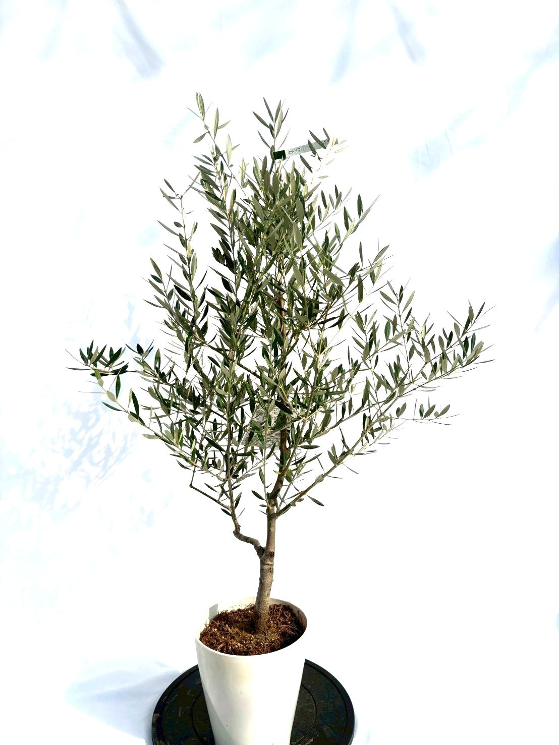 NEWホジブランコ（オリーブの木）｜Sサイズ｜NO.10703｜約120cm｜人気・銀葉・初心者向き