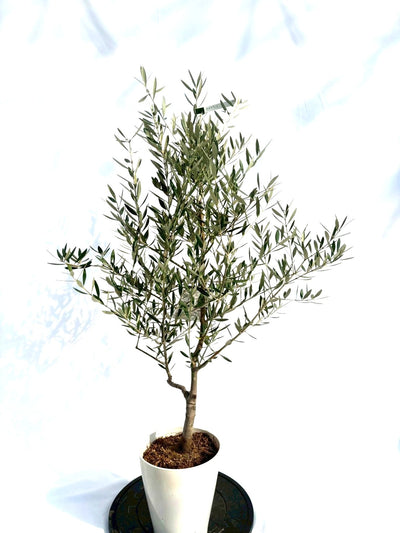 NEWホジブランコ（オリーブの木）｜Sサイズ｜NO.10703｜約120cm｜人気・銀葉・初心者向き