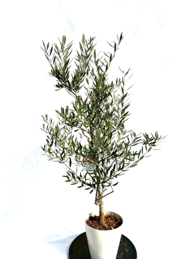 NEWホジブランコ（オリーブの木）｜Sサイズ｜NO.10703｜約120cm｜人気・銀葉・初心者向き