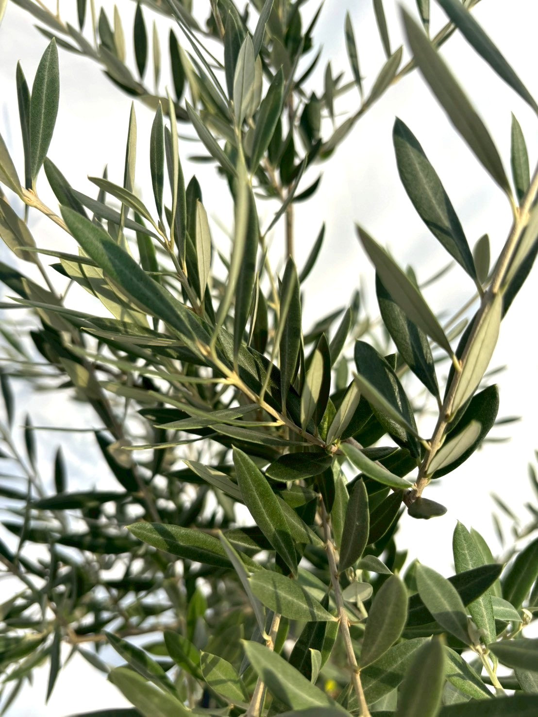 NEWホジブランコ（オリーブの木）｜Sサイズ｜NO.10703｜約120cm｜人気・銀葉・初心者向き