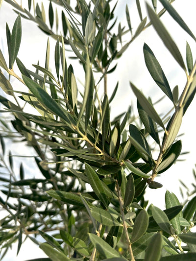 NEWホジブランコ（オリーブの木）｜Sサイズ｜NO.10703｜約120cm｜人気・銀葉・初心者向き