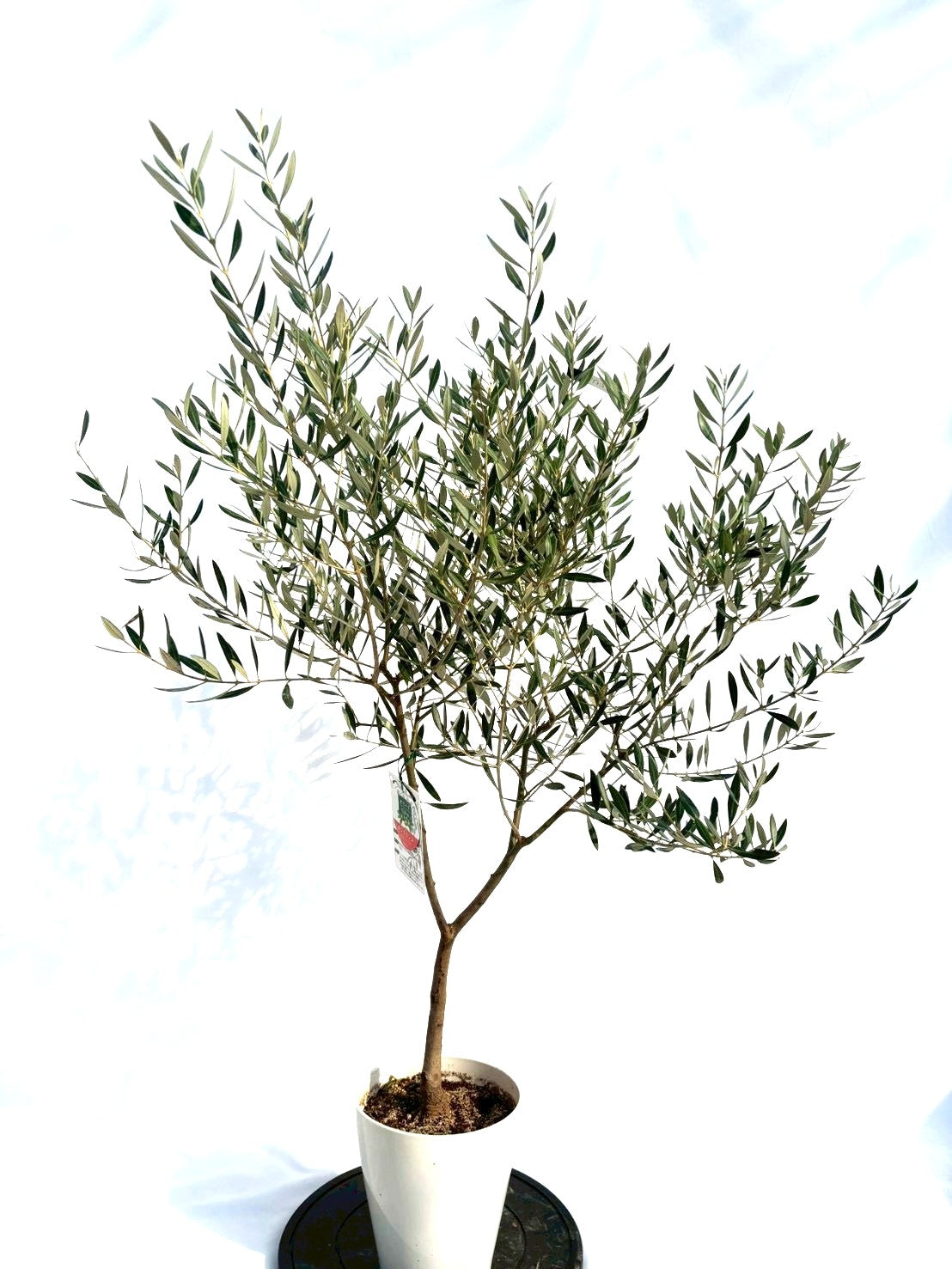 NEWホジブランコ（オリーブの木）｜Sサイズ｜NO.10704｜約135cm｜人気・銀葉・初心者向き