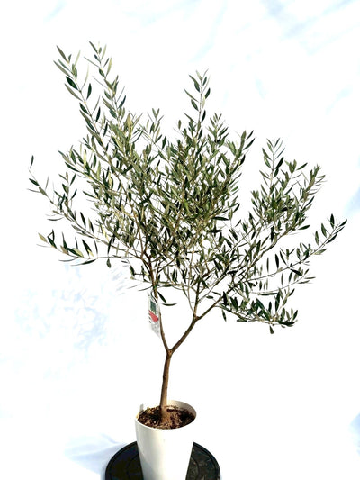 NEWホジブランコ（オリーブの木）｜Sサイズ｜NO.10704｜約135cm｜人気・銀葉・初心者向き