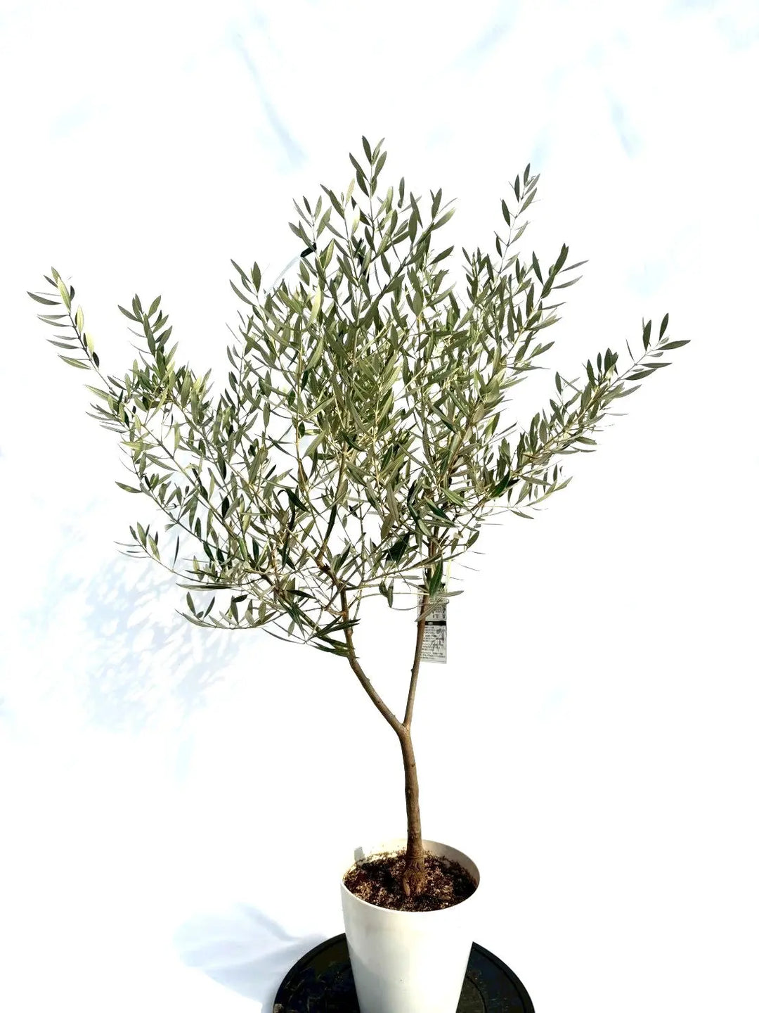 斑入りオリーブ　大苗 斑入りオリーブ 大苗 楽天市場】オリーブ 苗木（観葉植物｜花・観葉