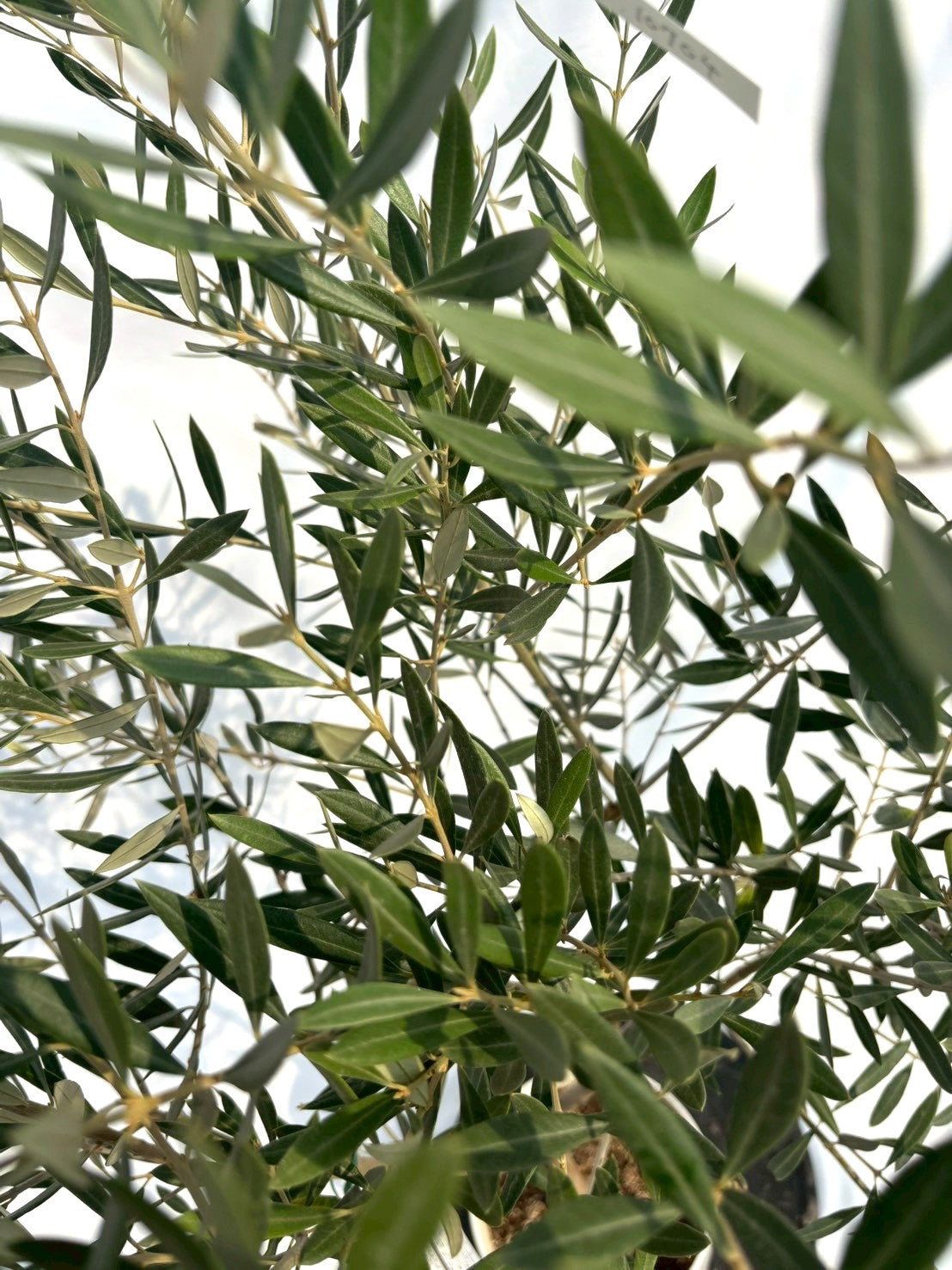 NEWホジブランコ（オリーブの木）｜Sサイズ｜NO.10704｜約135cm｜人気・銀葉・初心者向き