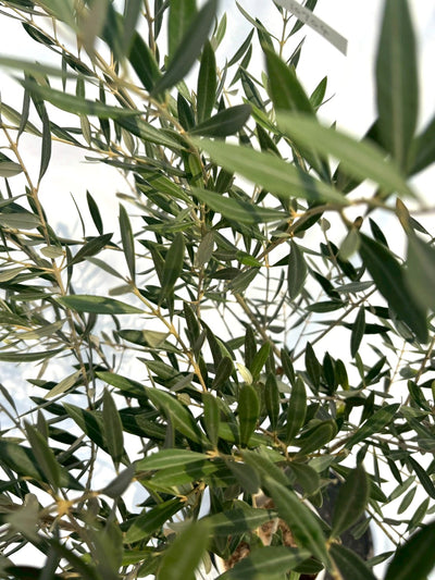 NEWホジブランコ（オリーブの木）｜Sサイズ｜NO.10704｜約135cm｜人気・銀葉・初心者向き