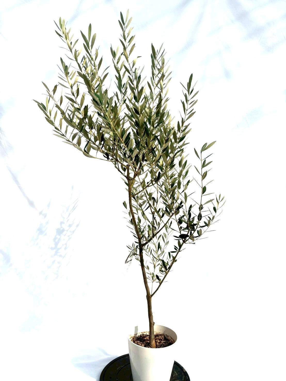 NEWミッション（オリーブの木）｜Sサイズ｜NO.10705｜約145cm｜人気・直立型・シンボルツリー向き