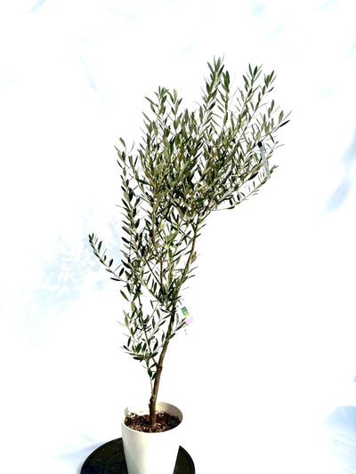 NEWミッション（オリーブの木）｜Sサイズ｜NO.10705｜約145cm｜人気・直立型・シンボルツリー向き