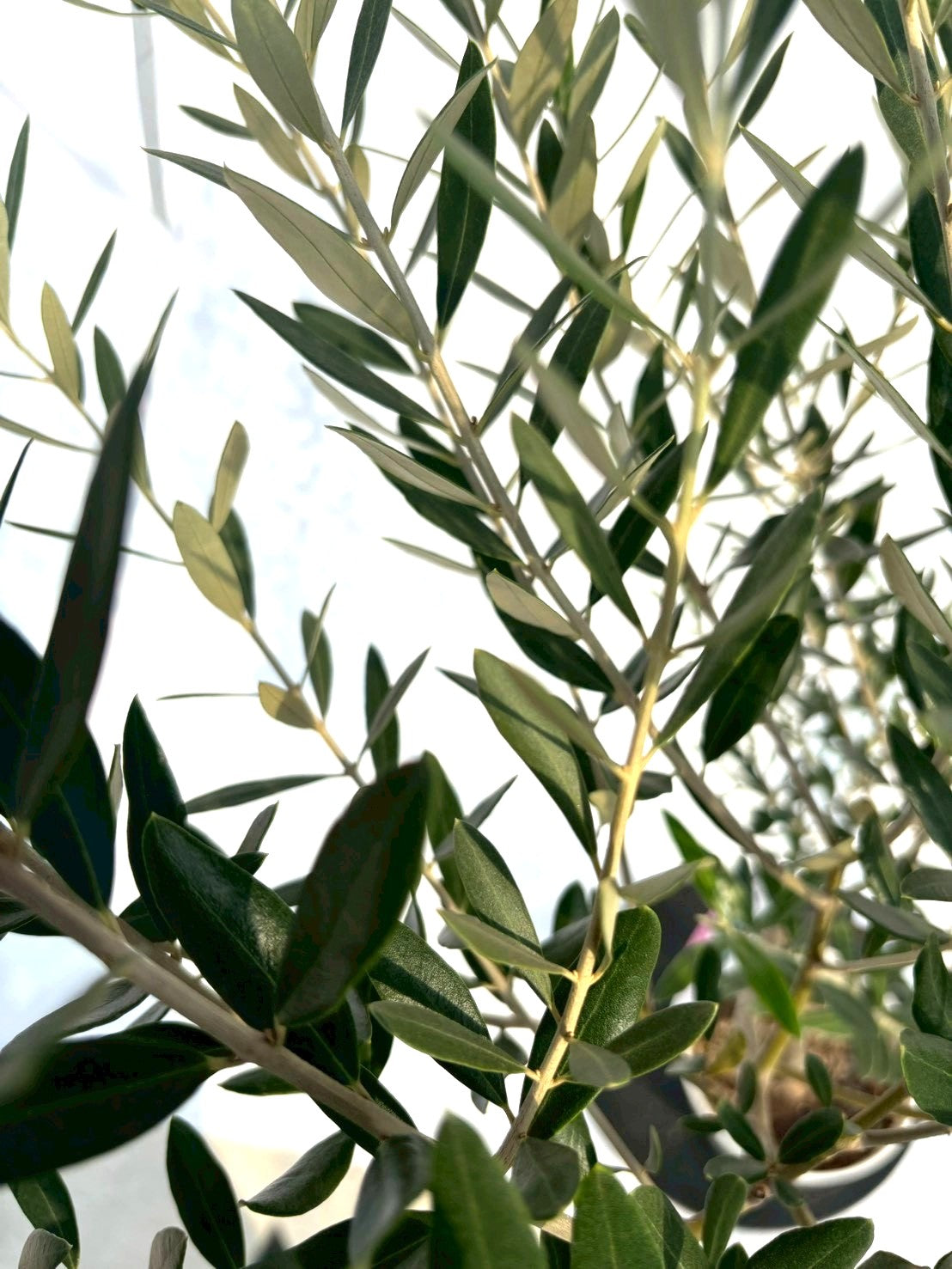 NEWミッション（オリーブの木）｜Sサイズ｜NO.10705｜約145cm｜人気・直立型・シンボルツリー向き