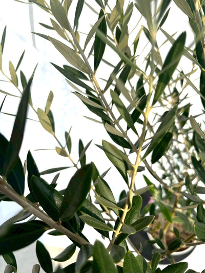 NEWミッション（オリーブの木）｜Sサイズ｜NO.10705｜約145cm｜人気・直立型・シンボルツリー向き