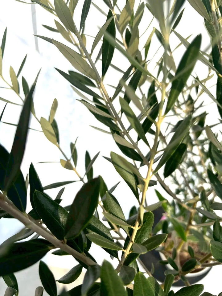 オリーブの木　ミッション 人気・直立型】ミッション（オリーブの木）〈シンボル向き〉｜155cm｜M