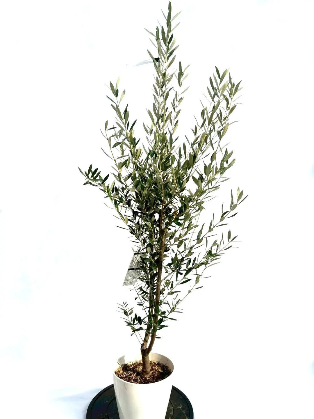 オリーブの木　ミッション　8号　約100cm　K-254　人気品種　現品掲載 オリーブの木 ミッション 8号 約100cm K-254 人気品種 現品掲載 NEW