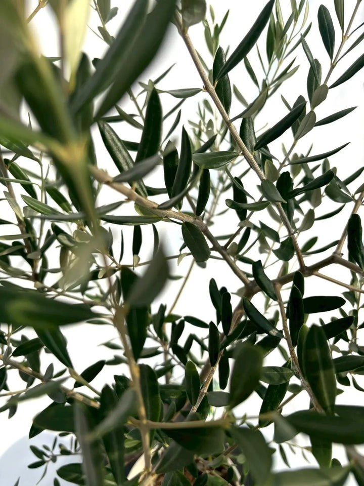 NEWルッカ（オリーブの木）｜Sサイズ｜NO.10707｜約120cm｜人気・寒冷