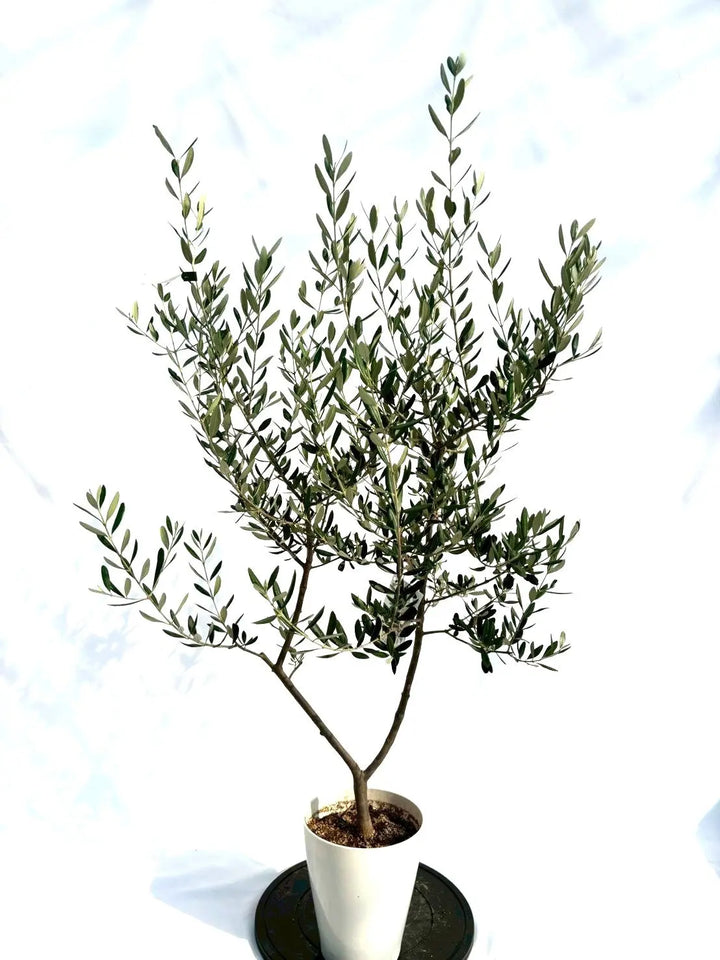 NEWルッカ（オリーブの木）｜Sサイズ｜NO.10708｜約140cm｜人気・寒冷