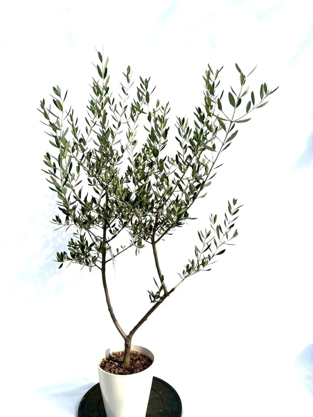 NEWルッカ（オリーブの木）｜Sサイズ｜NO.10708｜約140cm｜人気・寒冷