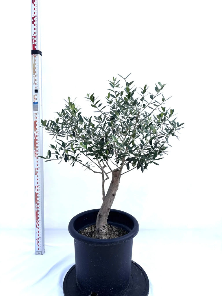 NEWネバディロブランコ（オリーブの木）｜Lサイズ｜NO.10711｜約95cm