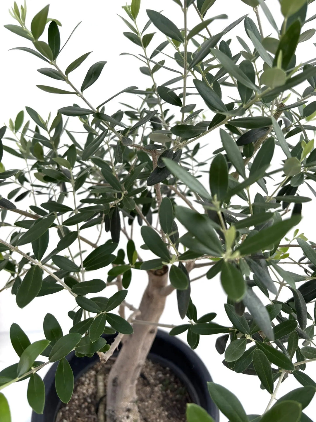 オリーブの木　ネバディロブランコ　10号　約185cm　NO.684　人気　現品 オリーブの木 ネバディロブランコ 10号 約185cm NO.684 人気 現品