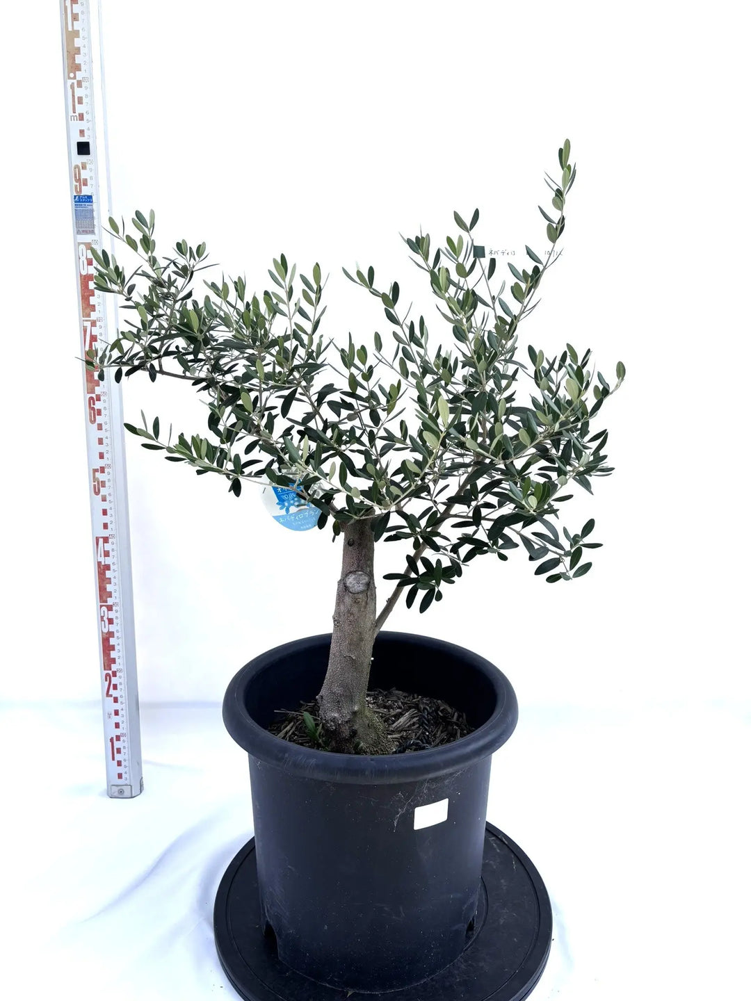 オリーブの木 ネバディロブランコ 7号 約120cm NO.656 人気 現品
