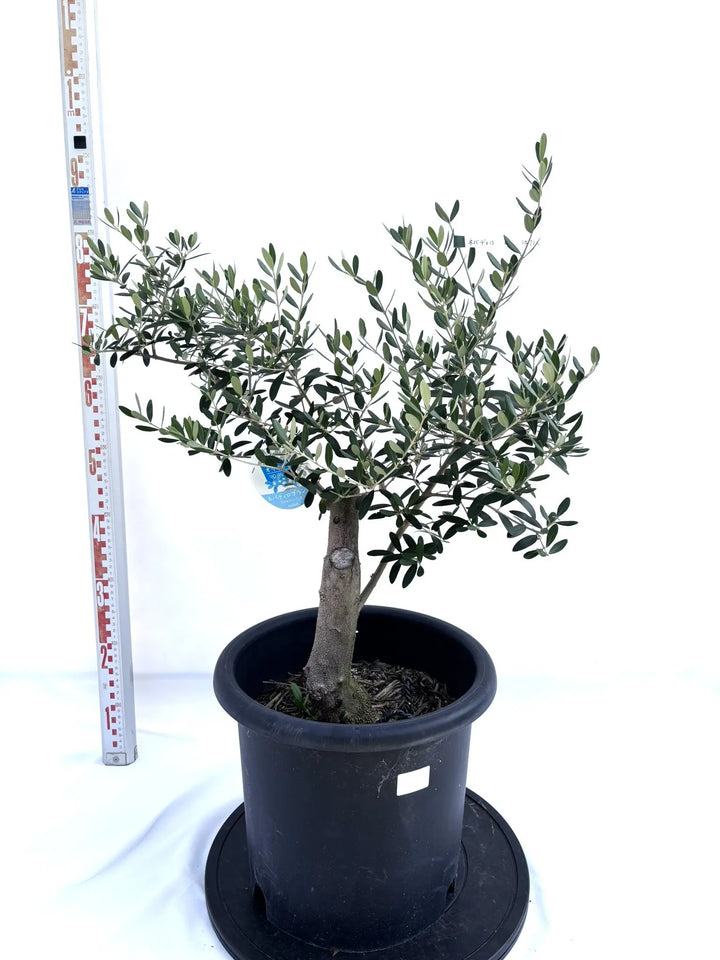 オリーブの木　ネバディロブランコ　13号　約130cm　NO.1817 古木 オリーブの木 ネバディロブランコ 13号 約130cm NO.1817 古木