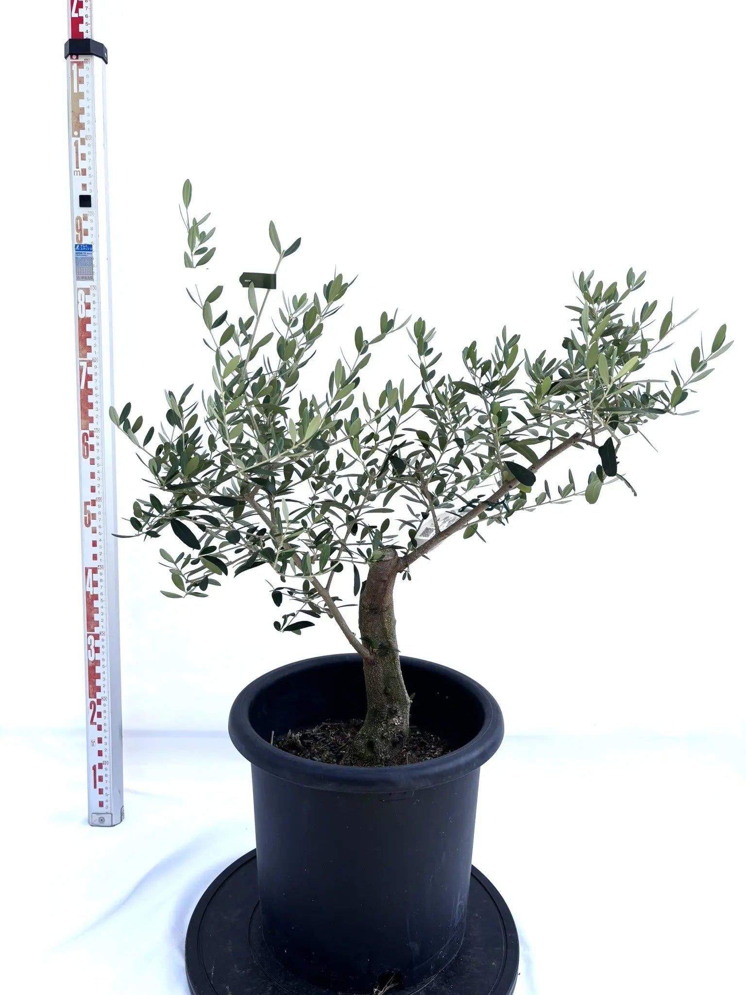 NEWネバディロブランコ（オリーブの木）｜Lサイズ｜NO.10712｜約85cm