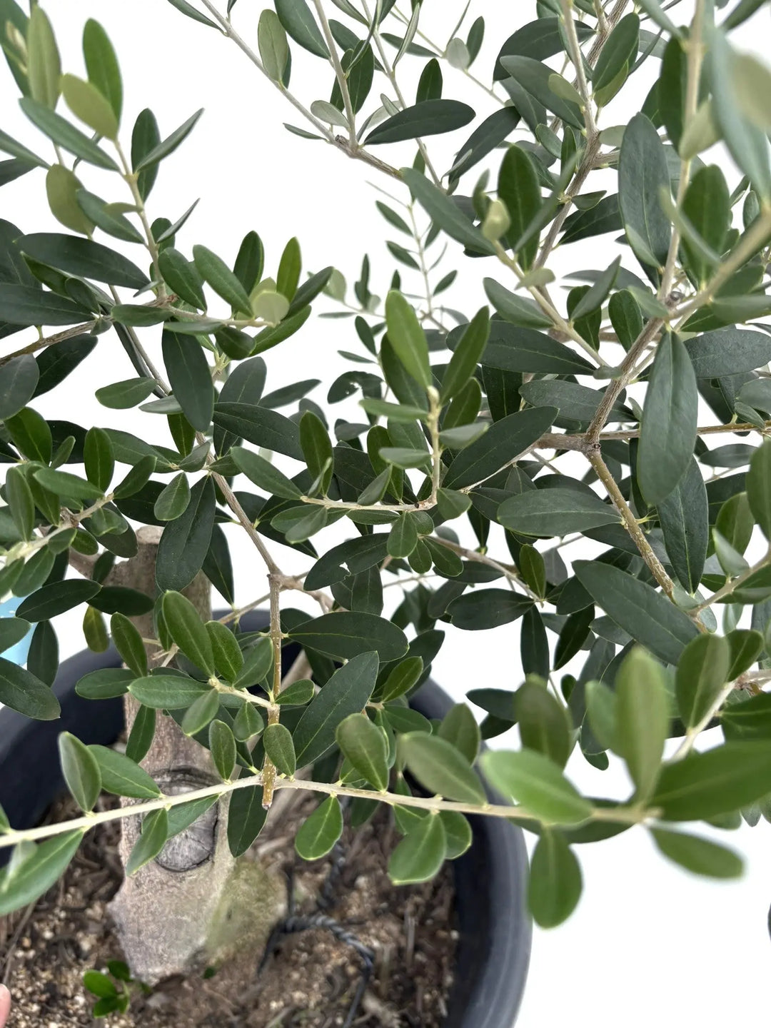 NEWネバディロブランコ（オリーブの木）｜Lサイズ｜NO.10712｜約85cm