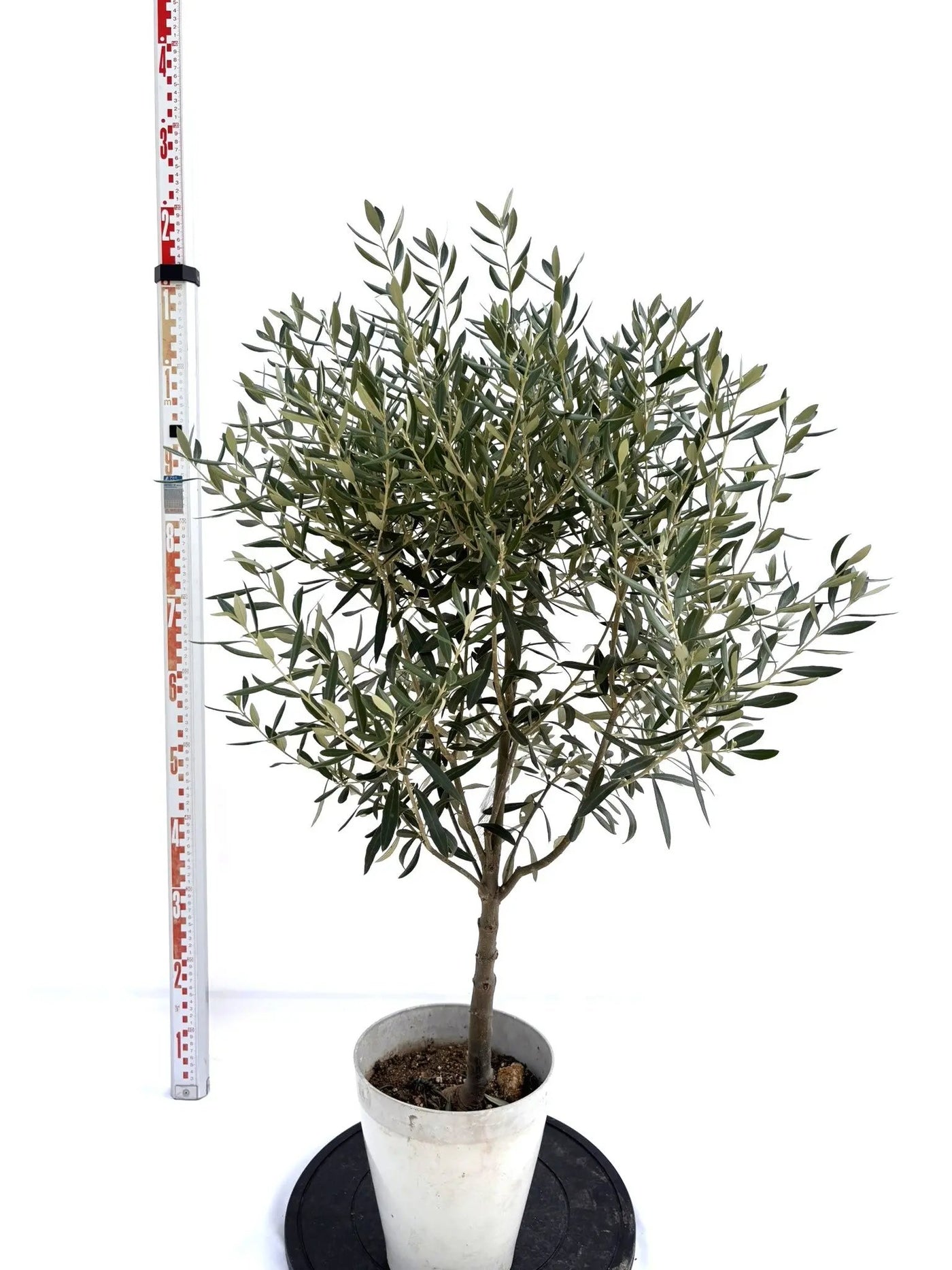 シプレシーノ（オリーブの木）｜Sサイズ｜NO.10713｜約110cm｜人気・初心者向き・シンボルツリー向き