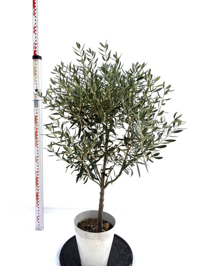 シプレシーノ（オリーブの木）｜Sサイズ｜NO.10713｜約110cm｜人気・初心者向き・シンボルツリー向き