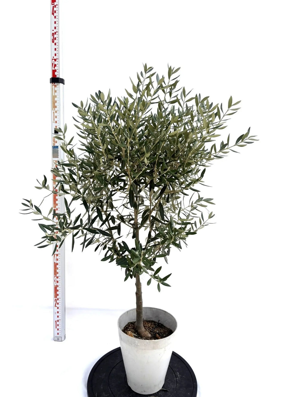 オリーブの木（全商品）｜写真の木をそのままお届け［現品販売］｜鶴亀