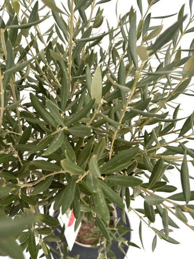 シプレシーノ（オリーブの木）｜Sサイズ｜NO.10713｜約110cm｜人気・初心者向き・シンボルツリー向き