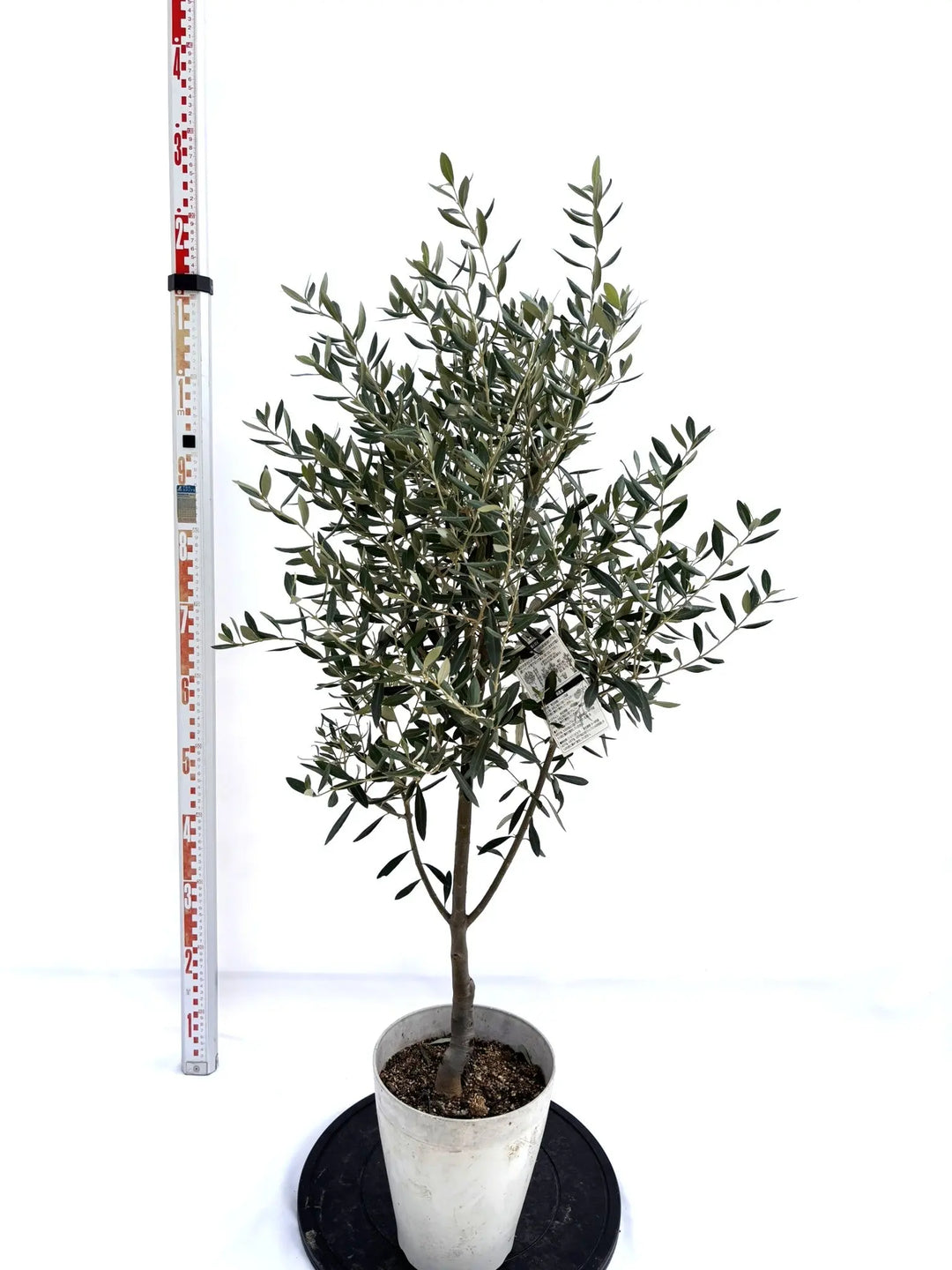 NEWシプレシーノ（オリーブの木）｜Sサイズ｜NO.10714｜約120cm｜人気