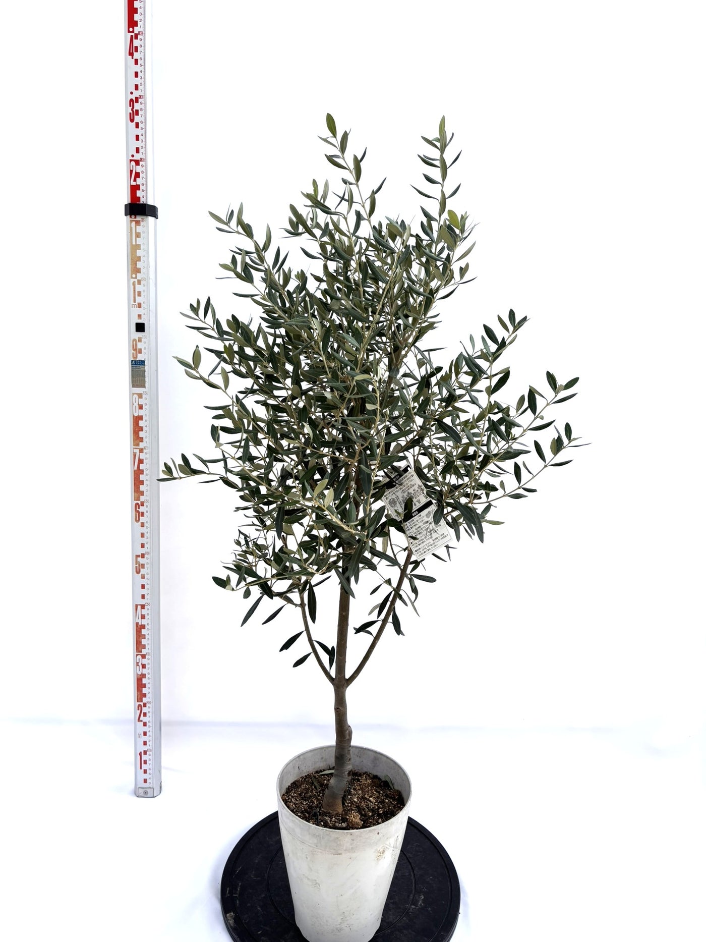 NEWシプレシーノ（オリーブの木）｜Sサイズ｜NO.10714｜約120cm｜人気・初心者向き・シンボルツリー向き