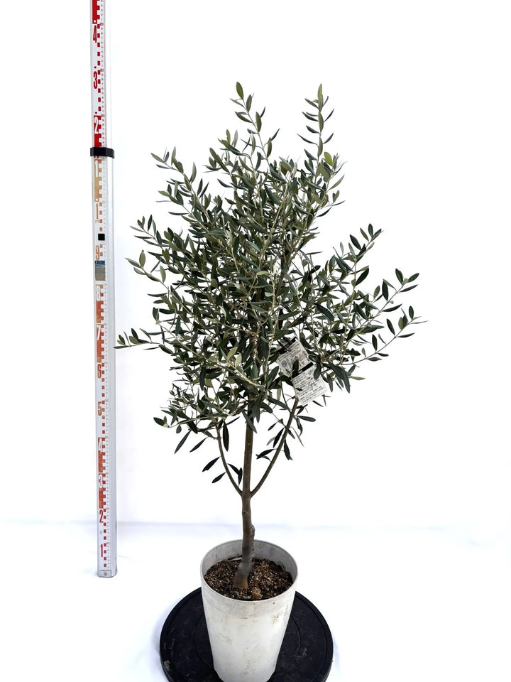 NEWシプレシーノ（オリーブの木）｜Sサイズ｜NO.10714｜約120cm｜人気