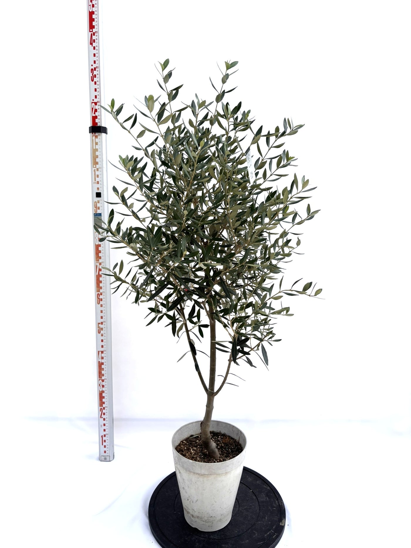 NEWシプレシーノ（オリーブの木）｜Sサイズ｜NO.10714｜約120cm｜人気・初心者向き・シンボルツリー向き