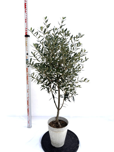 NEWシプレシーノ（オリーブの木）｜Sサイズ｜NO.10714｜約120cm｜人気・初心者向き・シンボルツリー向き
