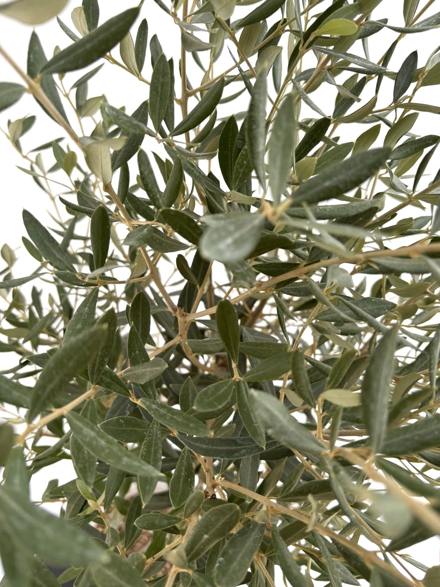 NEWシプレシーノ（オリーブの木）｜Sサイズ｜NO.10714｜約120cm｜人気・初心者向き・シンボルツリー向き