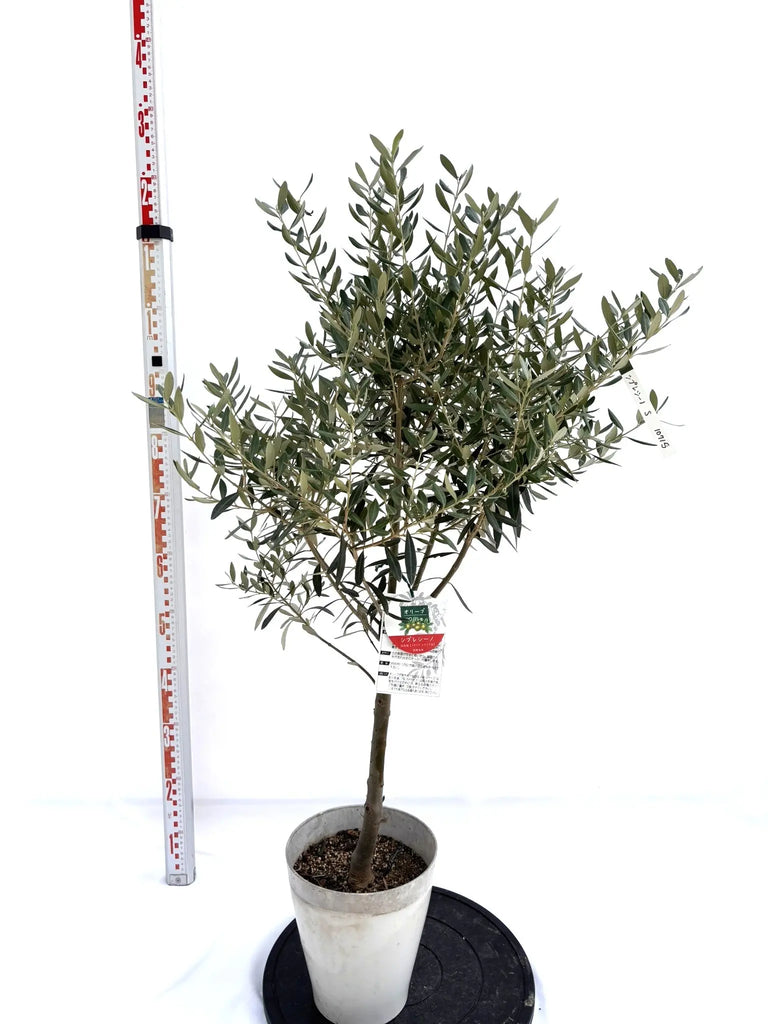 NEWシプレシーノ（オリーブの木）｜Sサイズ｜NO.10715｜約115cm｜人気