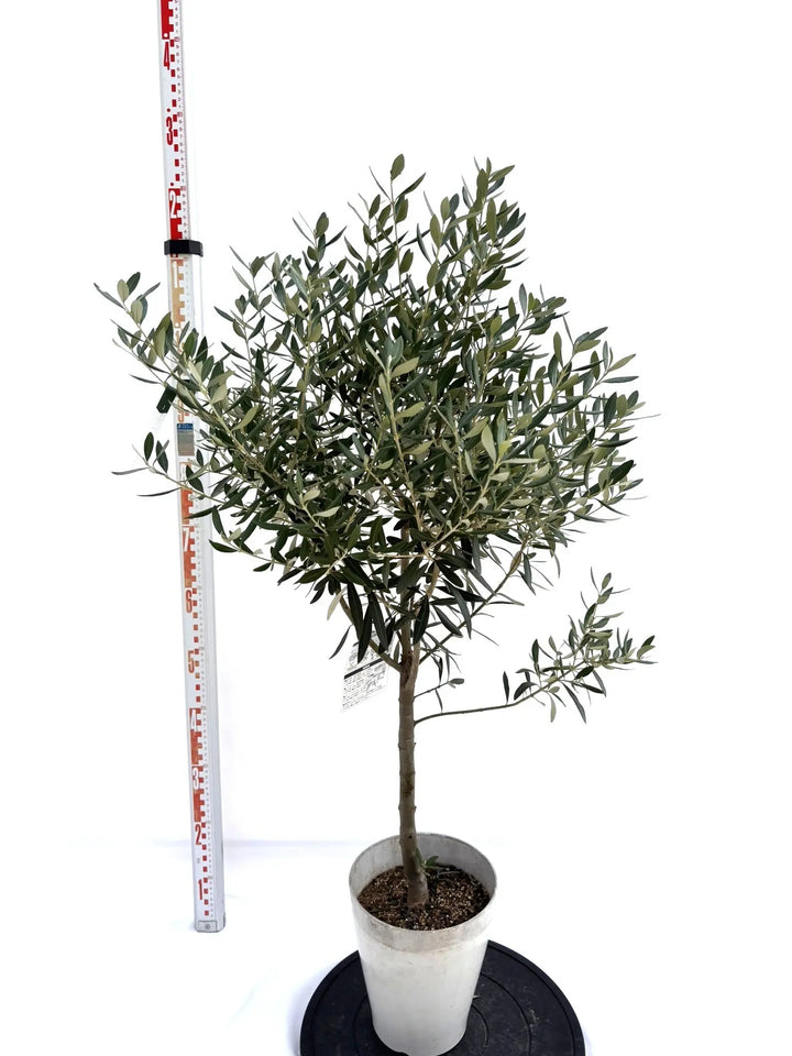 オリーブ シプレシーノ 【樹高:約100cm】 仕立て物 oct04 NEWシプレシーノ（オリーブの木）｜Sサイズ｜NO.10715｜約115cm｜人気
