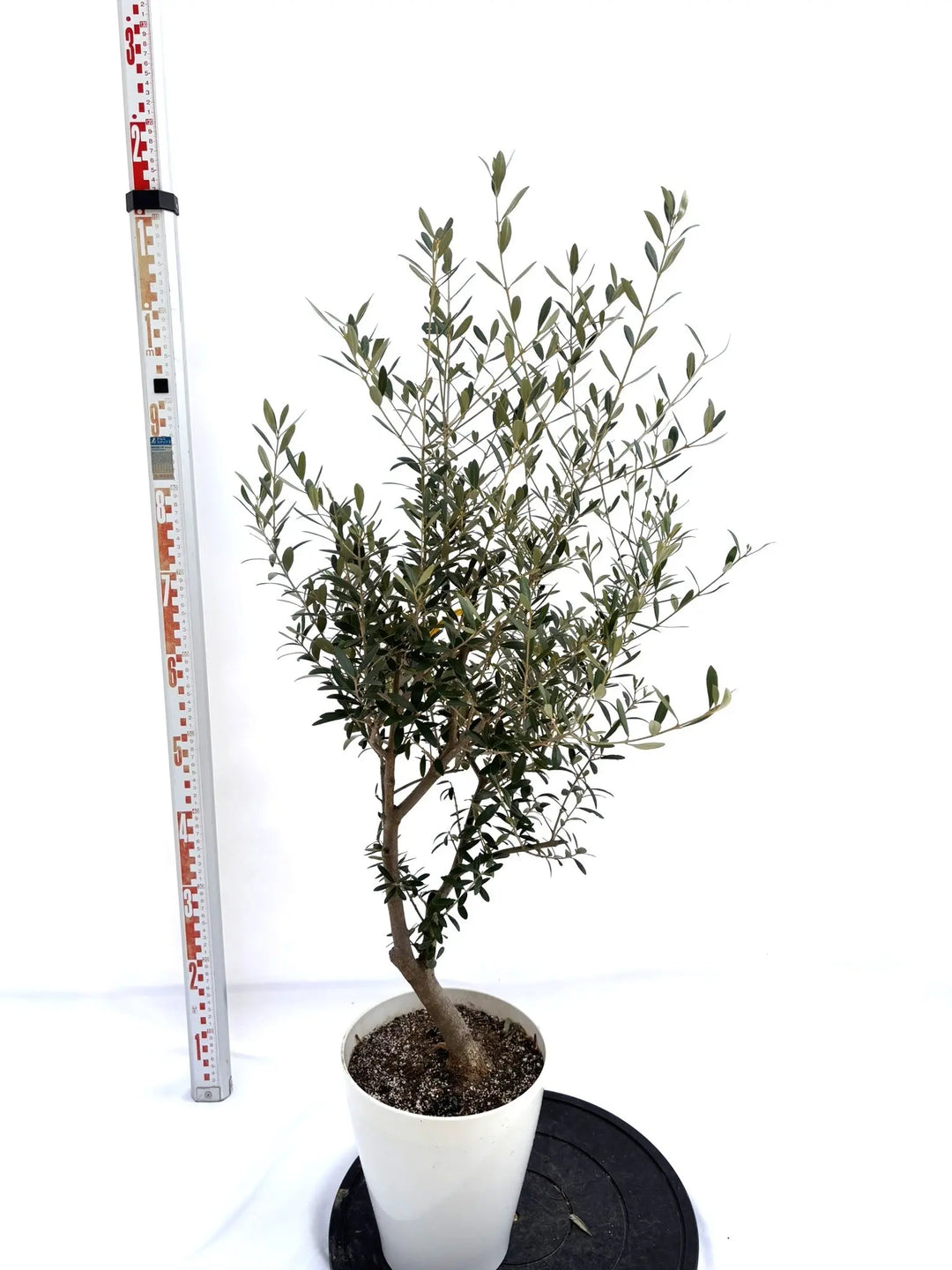 NEWネバディロブランコ（オリーブの木）｜Sサイズ｜NO.10716｜約