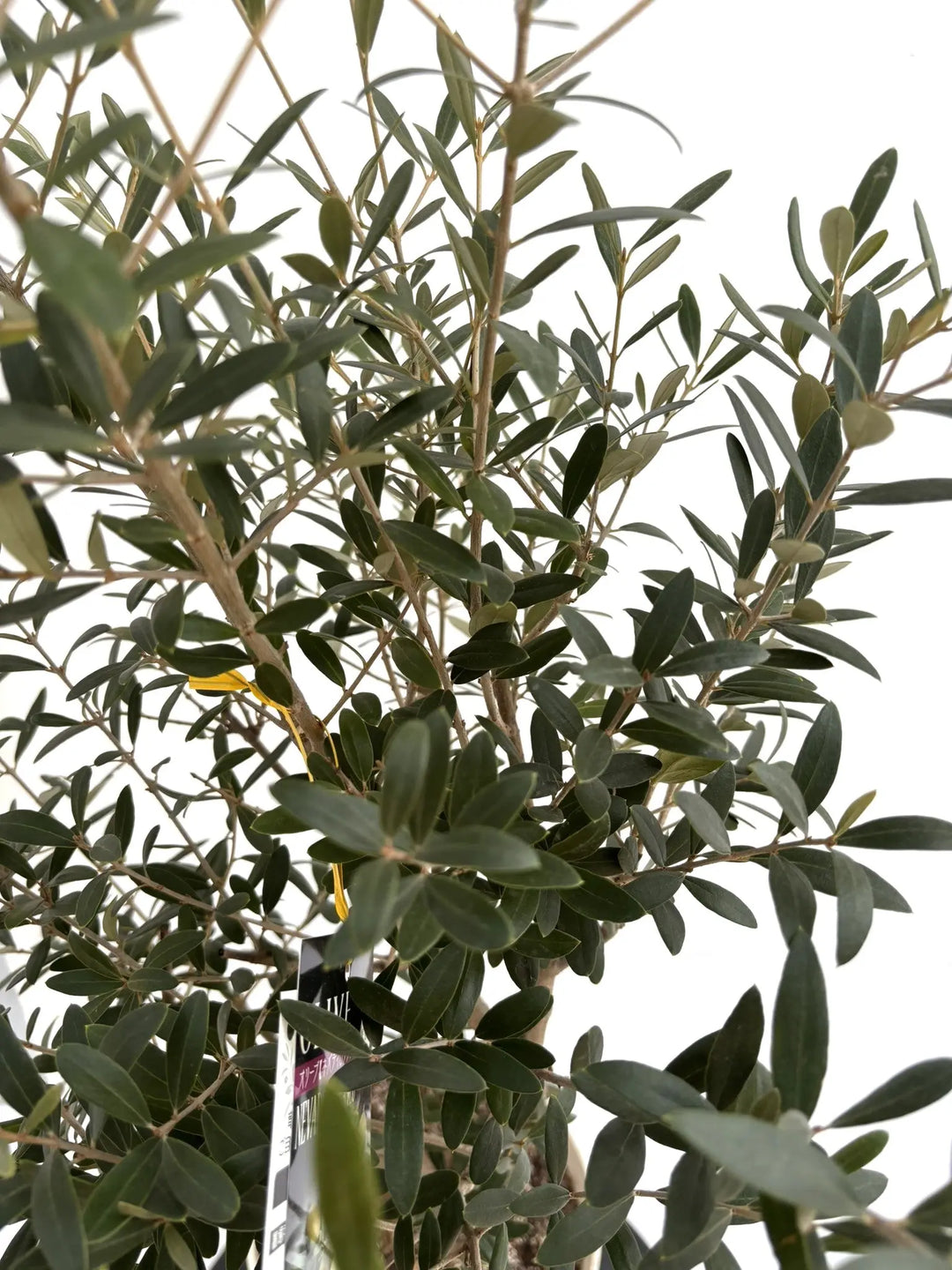 NEWネバディロブランコ（オリーブの木）｜Sサイズ｜NO.10716｜約110cm