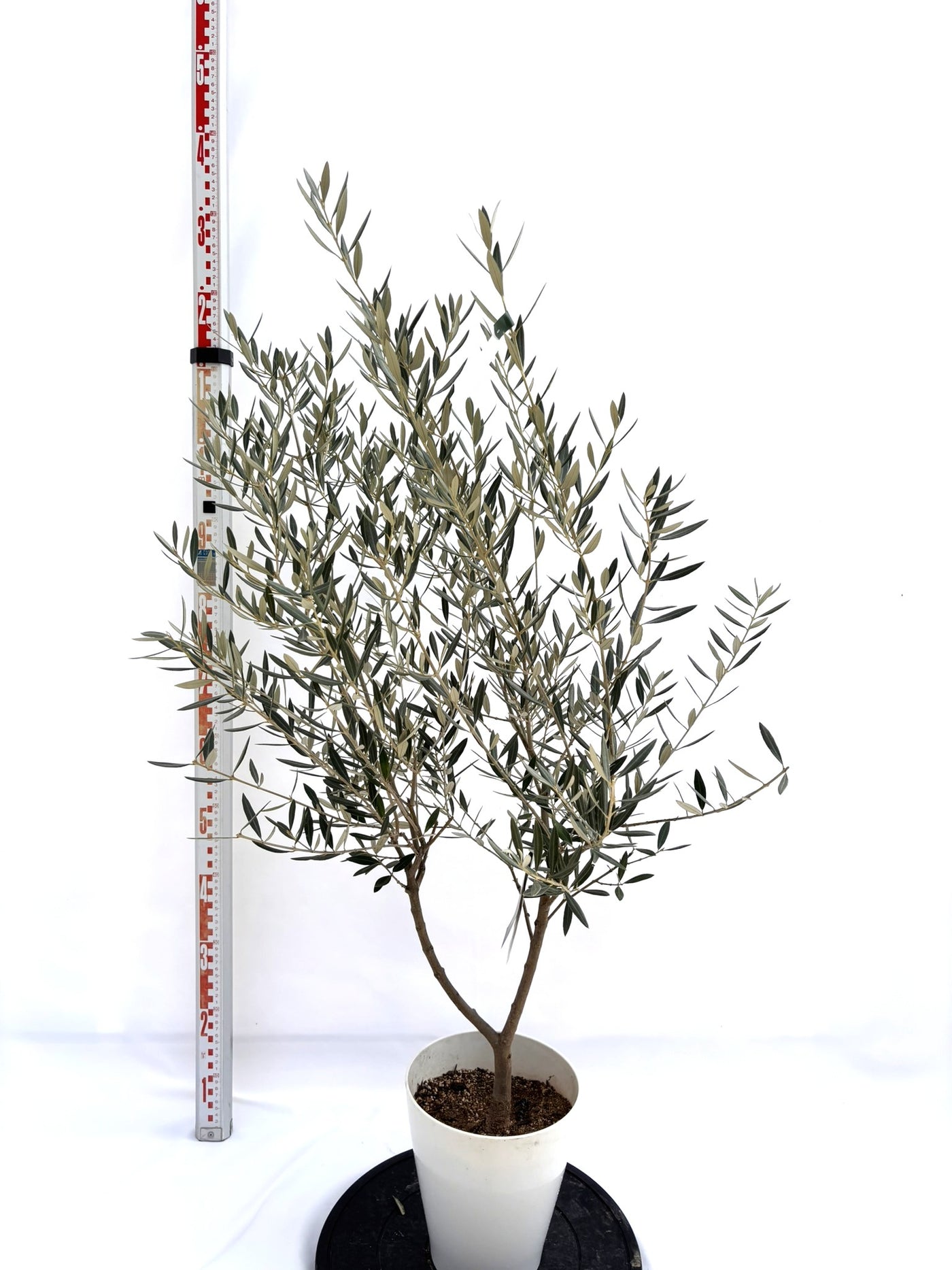NEWピクアル（オリーブの木）｜Sサイズ｜NO.10717｜約120cm｜人気・銀葉・自家受粉