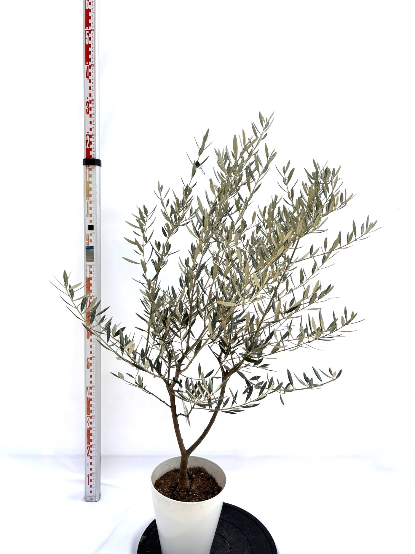 NEWピクアル（オリーブの木）｜Sサイズ｜NO.10717｜約120cm｜人気・銀葉・自家受粉