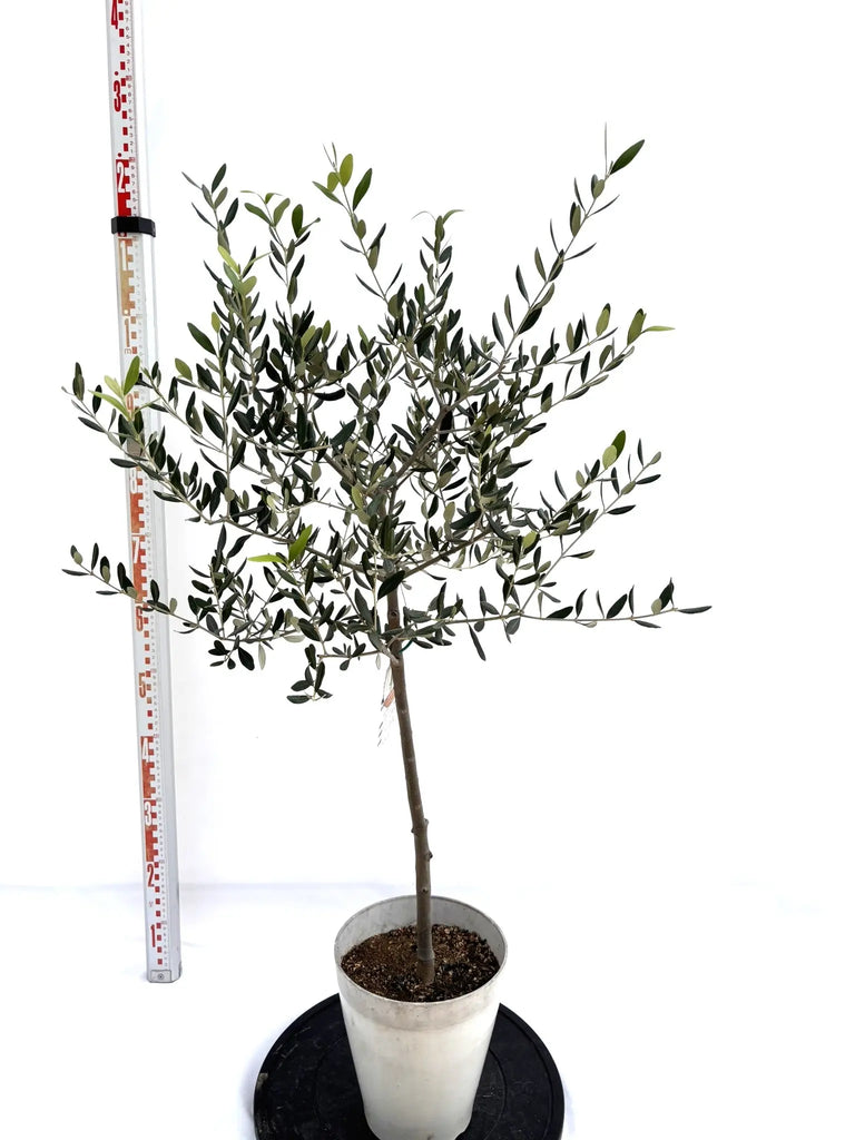 NEWフラントイオ（オリーブの木）｜Sサイズ｜NO.10718｜約115cm｜人気