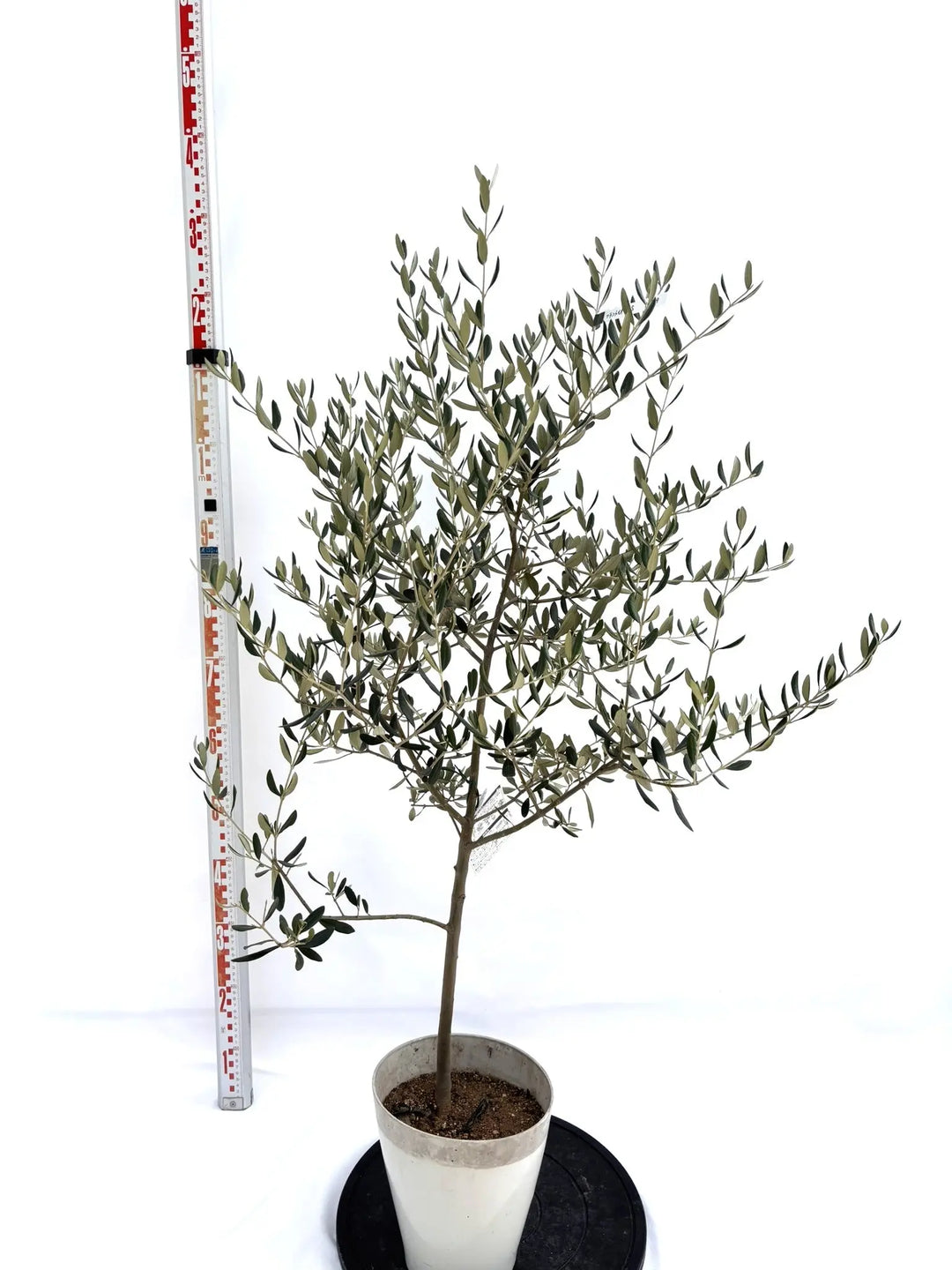 オリーブの木　ペンドリノ　8号　約130cm　K-331　現品掲載 NEWフラントイオ（オリーブの木）｜Sサイズ｜NO.10719｜約125cm｜人気