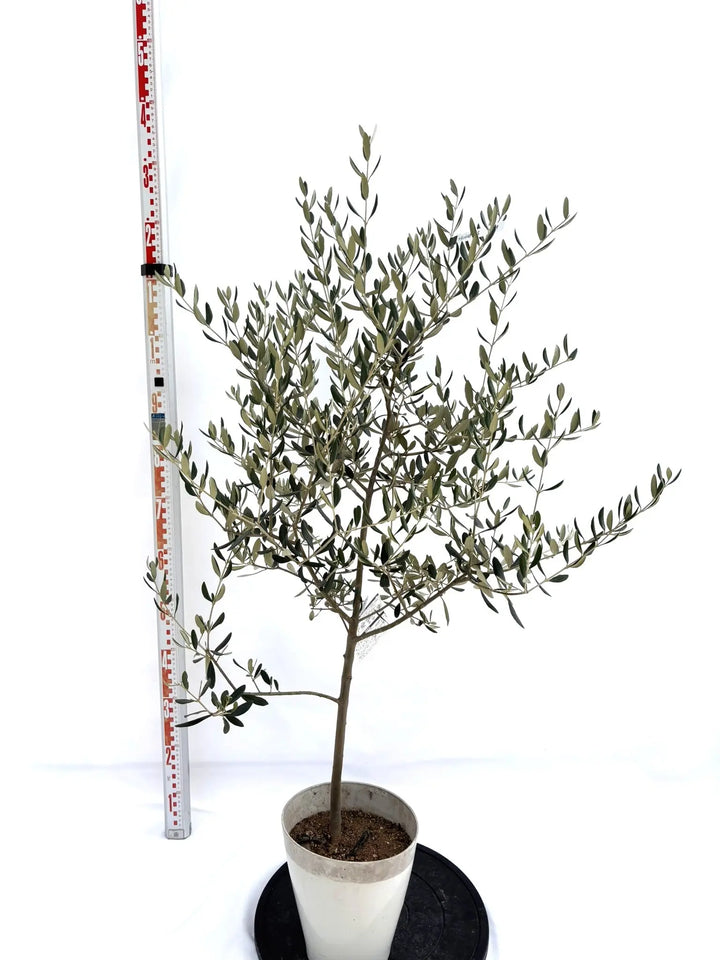 オリーブの木　ペンドリノ　8号　約130cm　K-331　現品掲載 NEWフラントイオ（オリーブの木）｜Sサイズ｜NO.10719｜約125cm｜人気