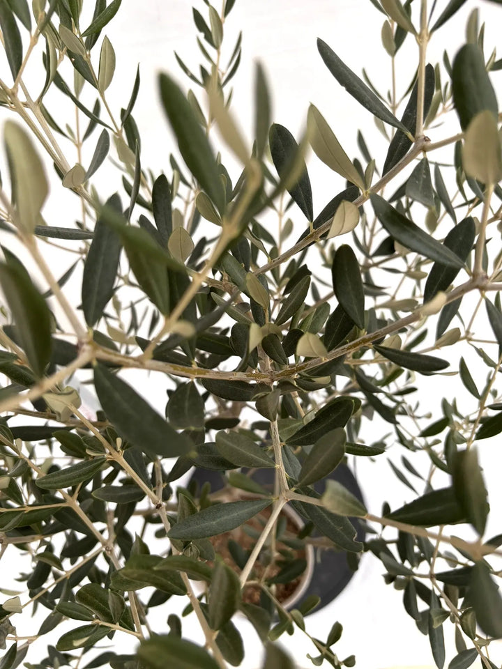 NEWフラントイオ（オリーブの木）｜Sサイズ｜NO.10719｜約125cm｜人気