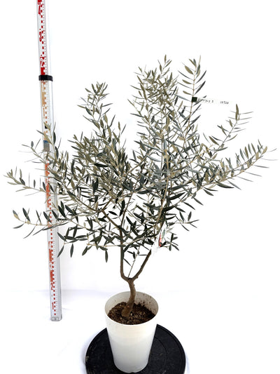 NEWホジブランコ（オリーブの木）｜Sサイズ｜NO.10720｜約115cm｜人気・銀葉・初心者向き