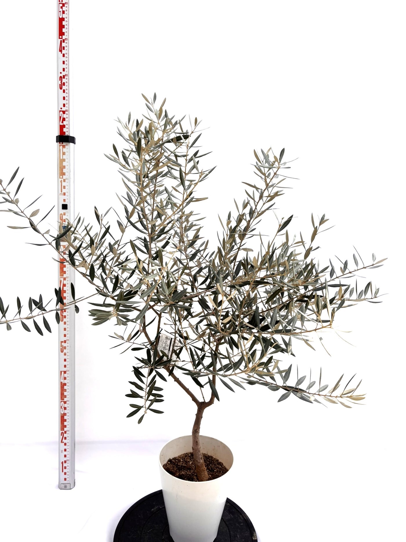 NEWホジブランコ（オリーブの木）｜Sサイズ｜NO.10720｜約115cm｜人気・銀葉・初心者向き