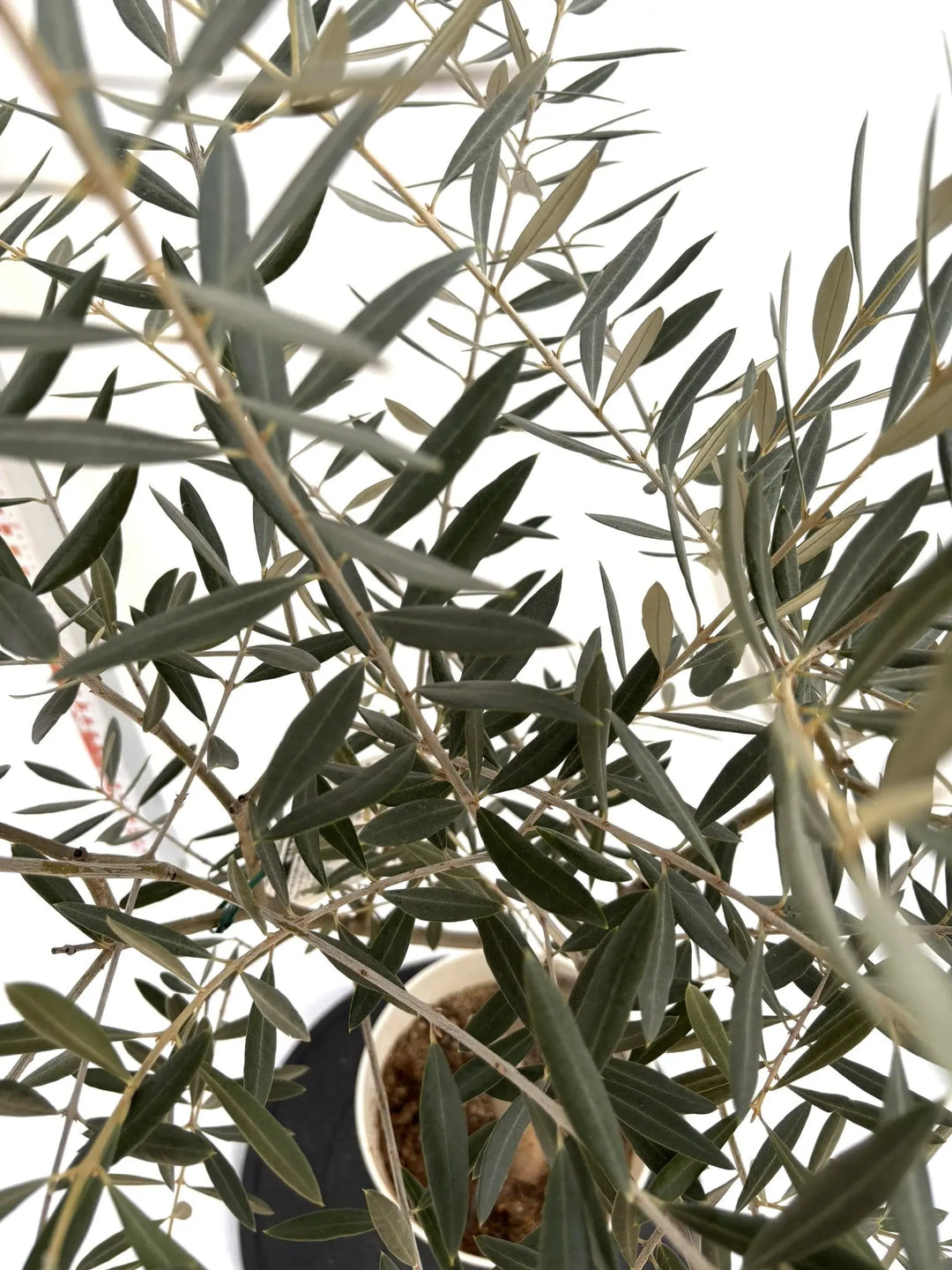 NEWホジブランコ（オリーブの木）｜Sサイズ｜NO.10720｜約115cm｜人気