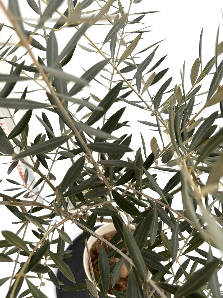 オリーブの木　ホジブランコ　13号　約140cm　NO.1830　古木 人気品種 オリーブの木 ホジブランコ 13号 約140cm NO.1830 古木 人気品種