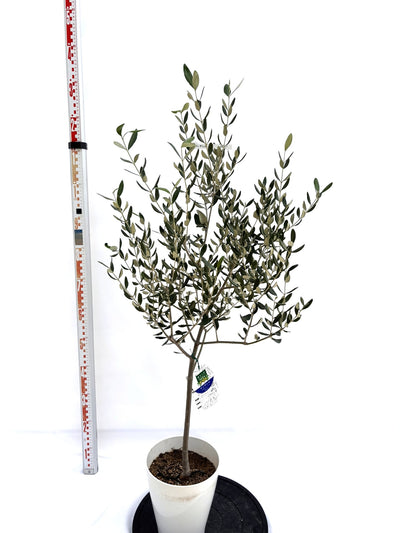 NEWマンザニロ（オリーブの木）｜Sサイズ｜NO.10721｜約125cm｜ 人気・大実・初心者向き